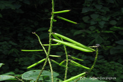 Indigofera atropurpurea